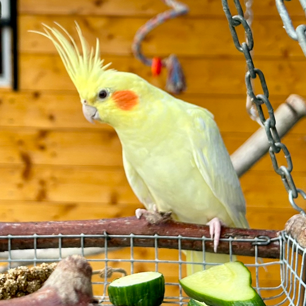 Matthias