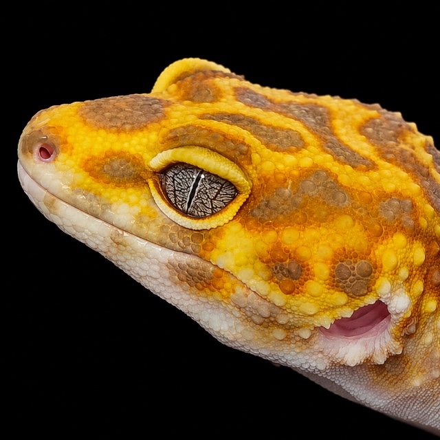 Leopardgecko Austria