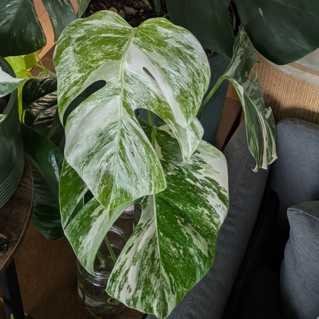 plantmen