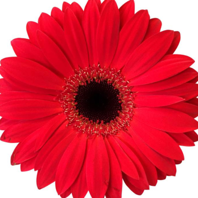 gerbera