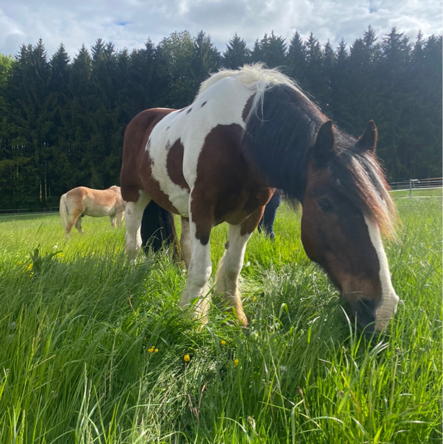 Heidi