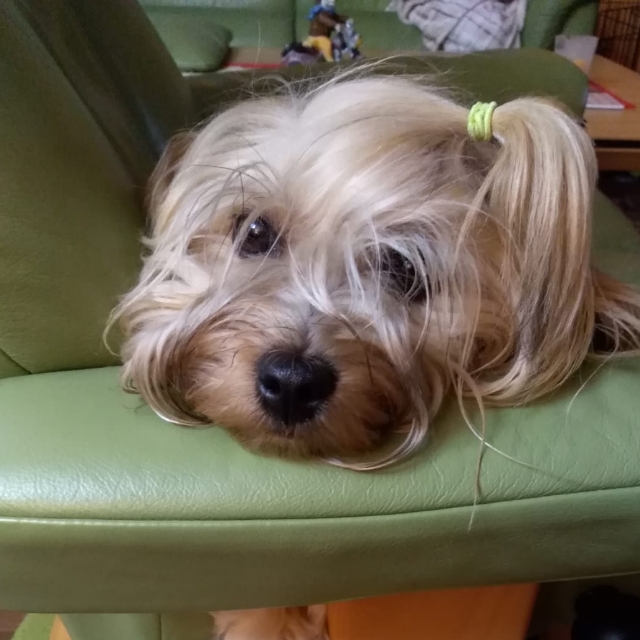 Reini