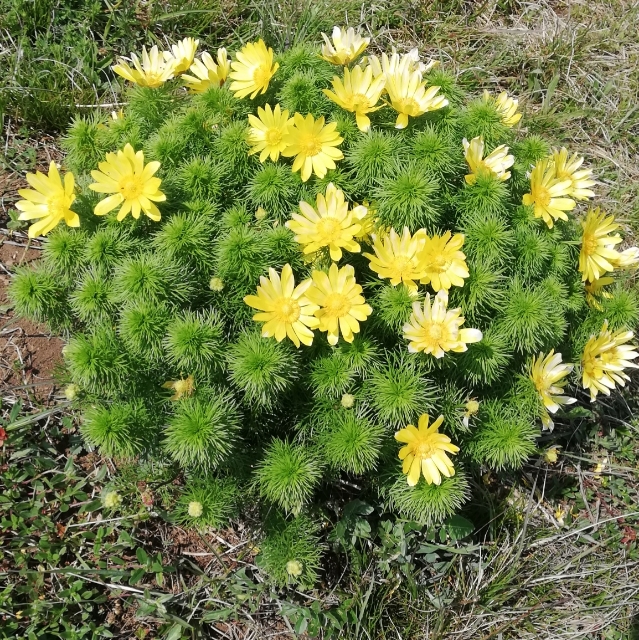 e.