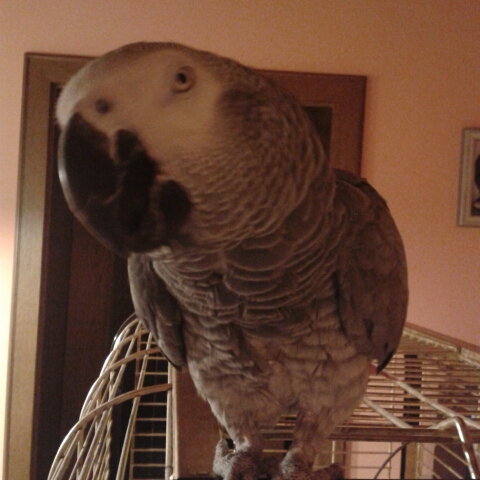 Renate