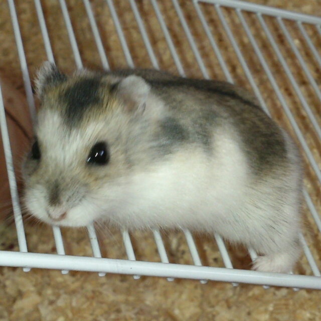 Christine