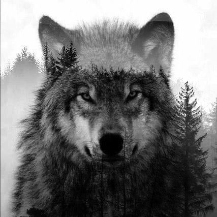 Wollf