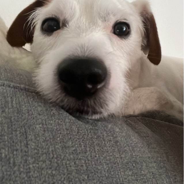 Sonja