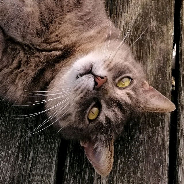 Jana