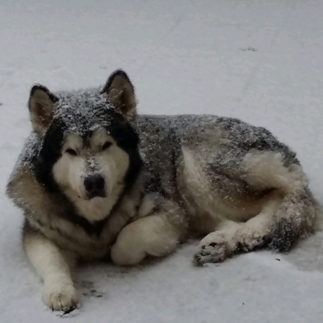 Dieter