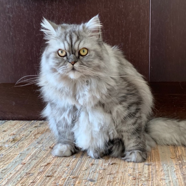 Teresa