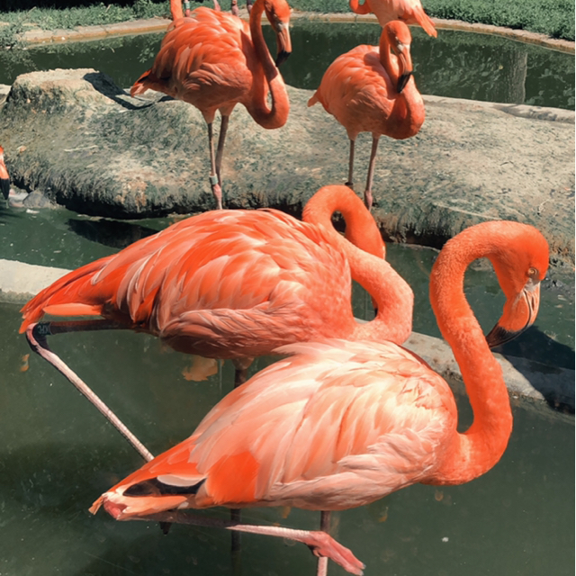 Flamingo