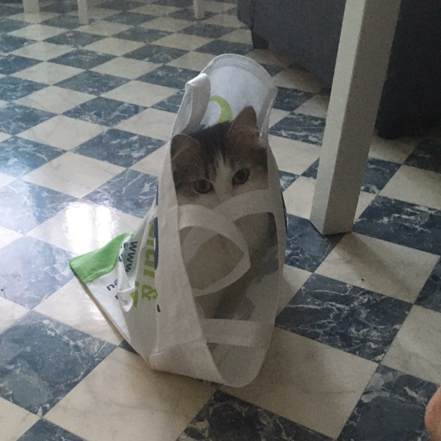 tom