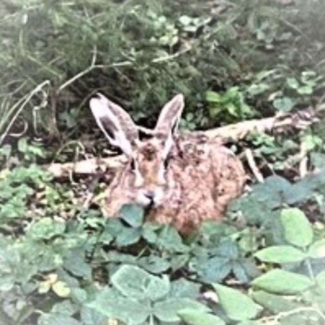 Uschi
