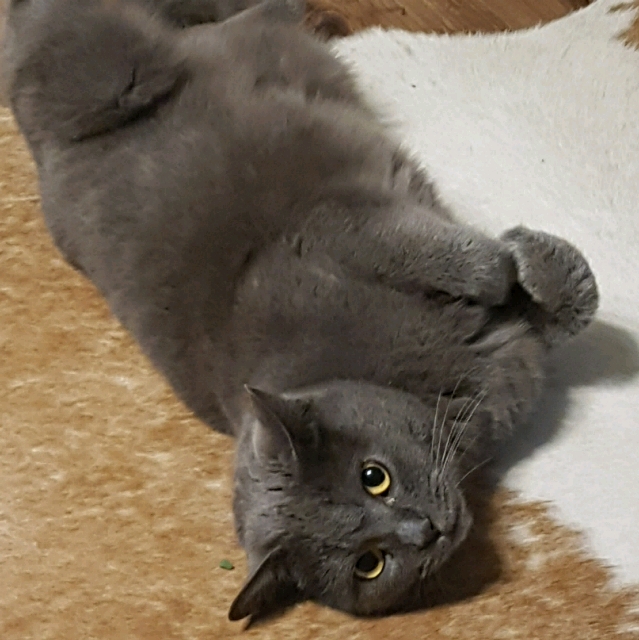 M.