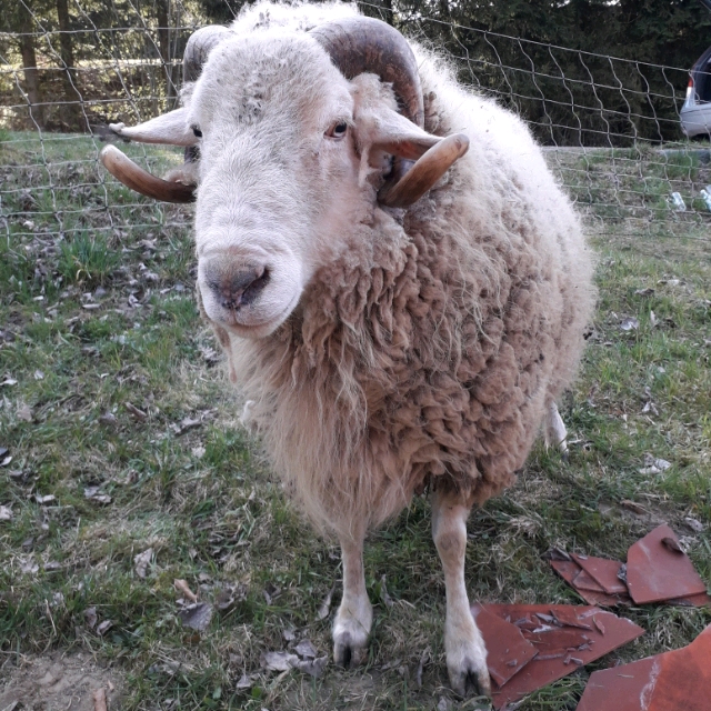 Elke