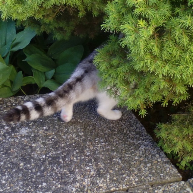 Monika