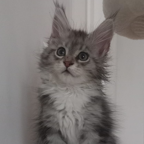 kati
