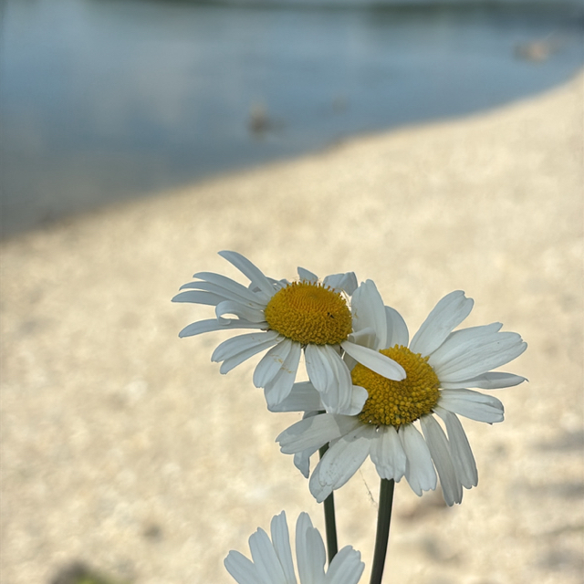 AT