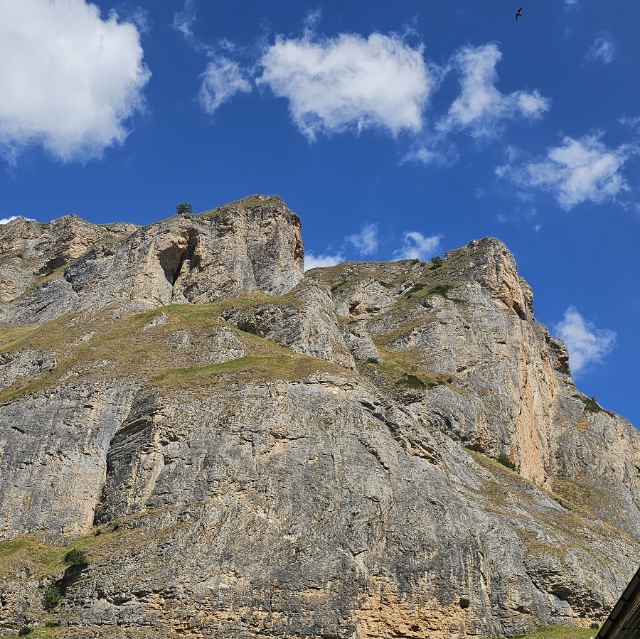 Albert