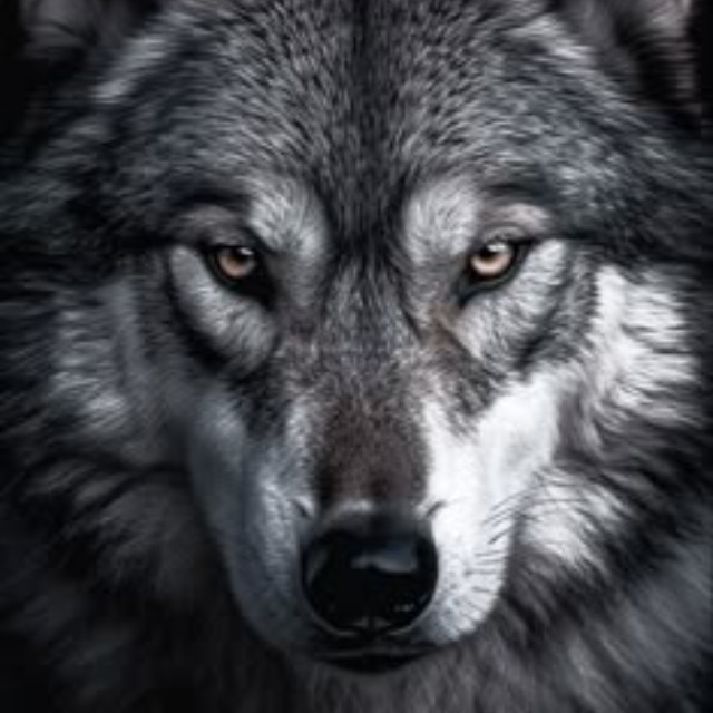 Wolf