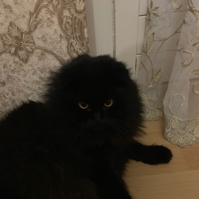 Ansor Tasuev