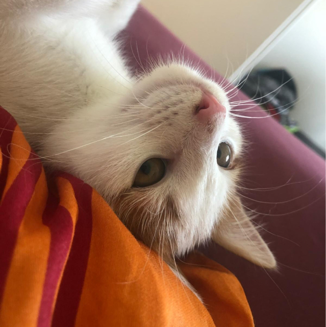 Simon