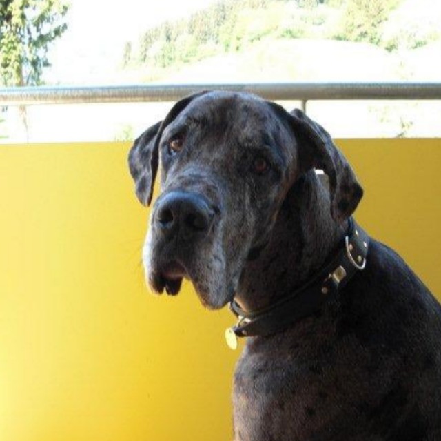 Birgit