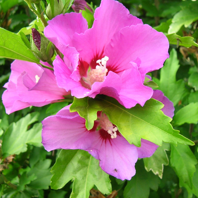 Birgit