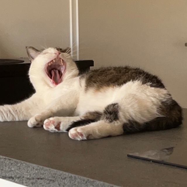 Matthias