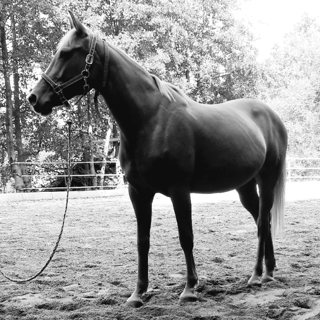 Margit
