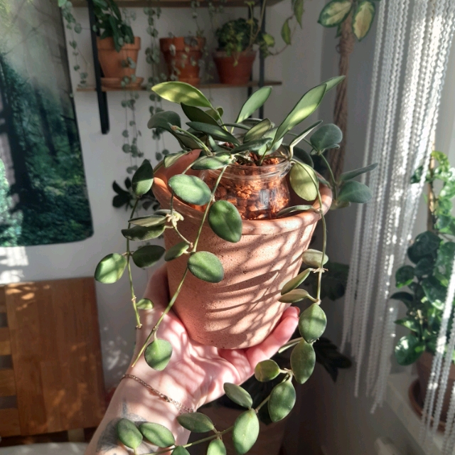 Jasmin
