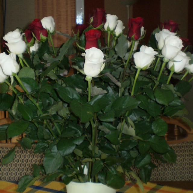 Roseberg