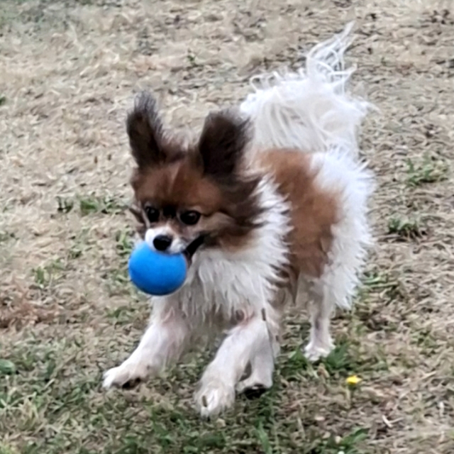 Doris