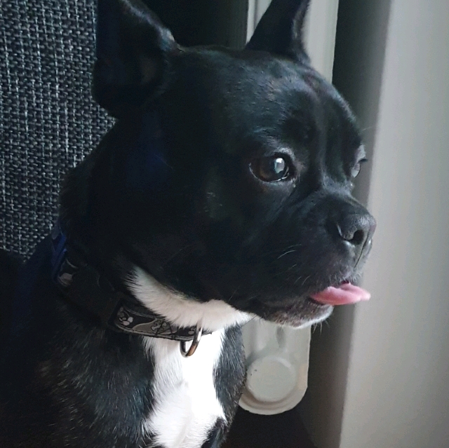 Ivan