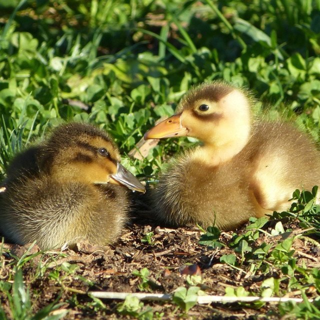 Thomas
