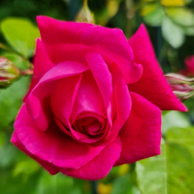 rote Rose