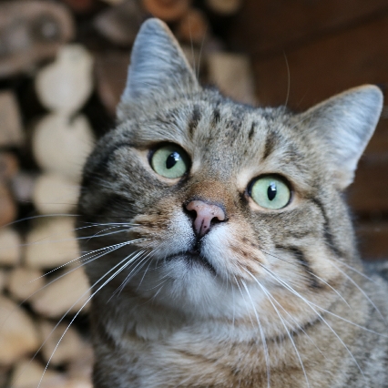 Jonas