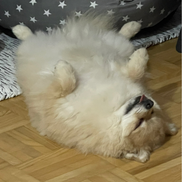 Robi