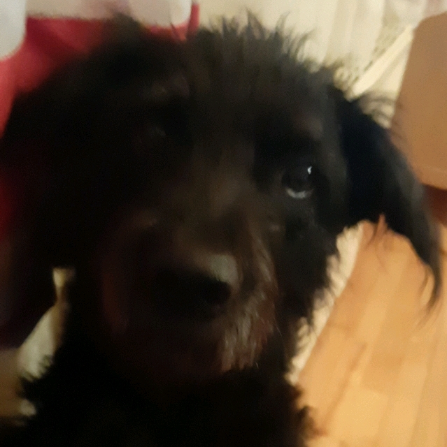 Hannes