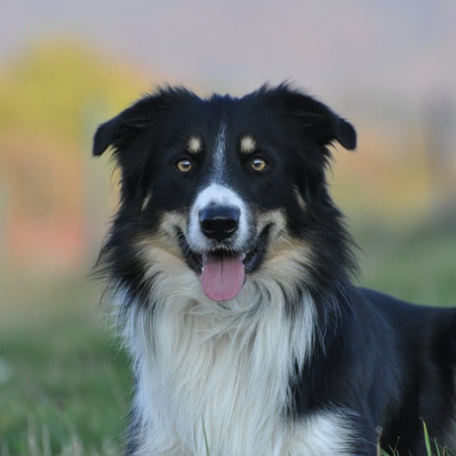 Oerni