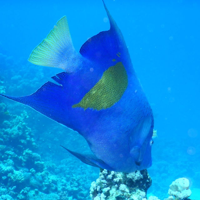 Kaiserfisch