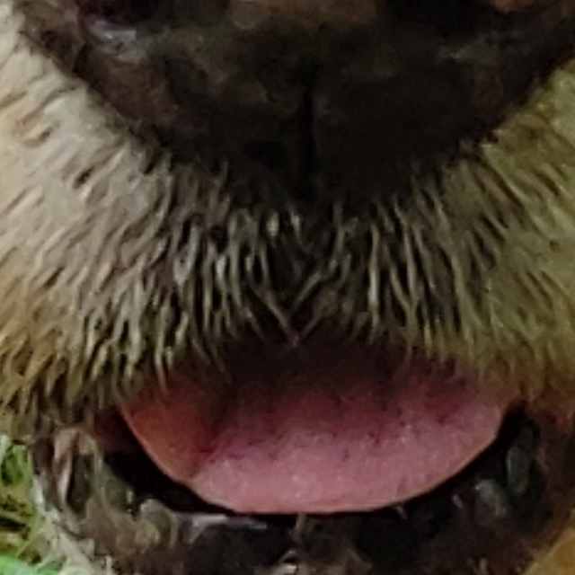 Günther