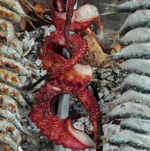 oktopus