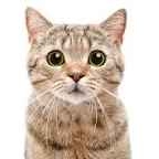 Ece B