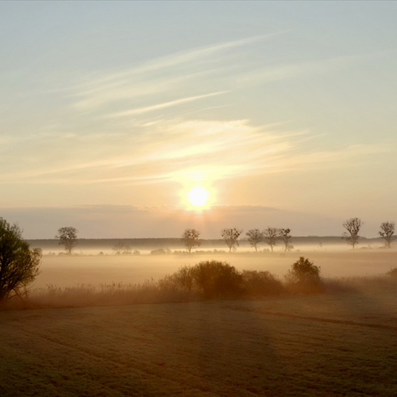 Gut Petronell | Abensperg und Traun