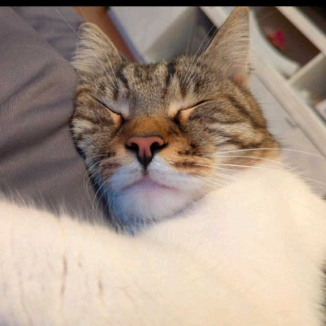 Wolfgang