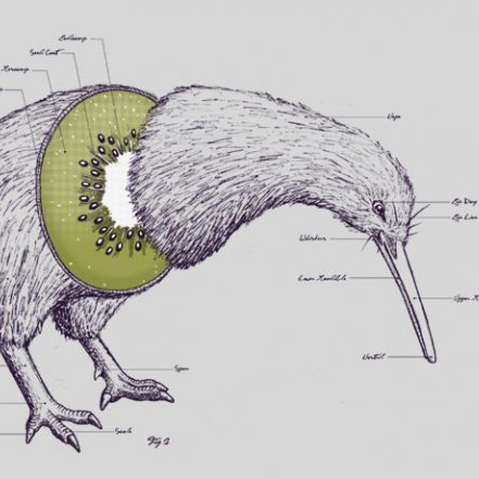 Kiwi