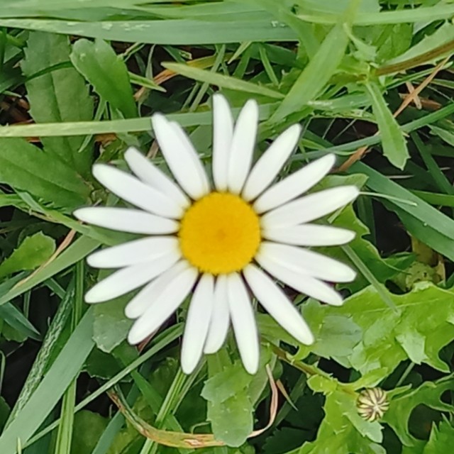 Johanna