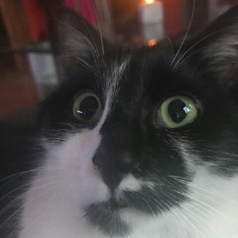 Dominik