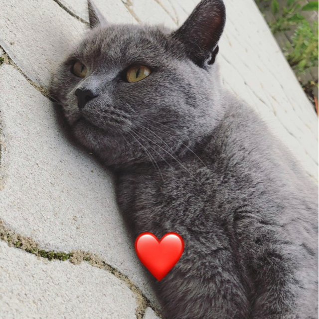 Kaan